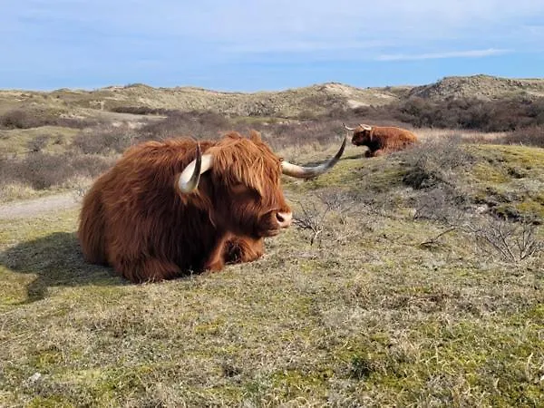 Knus Met Parkeerplek En Zeezicht! * Egmond aan Zee